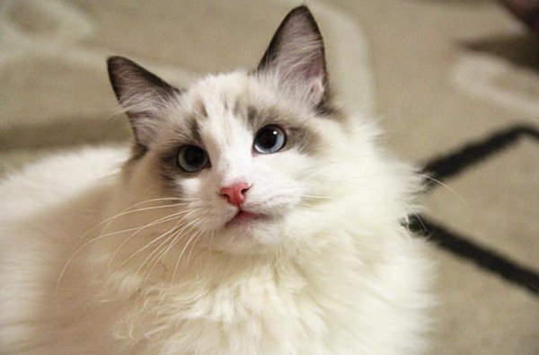 布偶猫的什么行为算是认主人