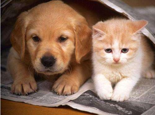 狗吃猫粮会有什么影响吗