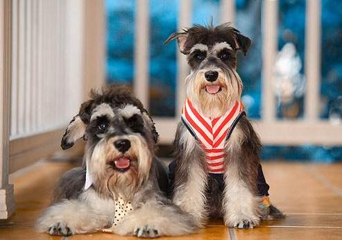 狗吃猫粮会有什么影响吗