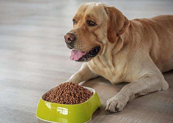 狗吃猫粮会有什么影响吗