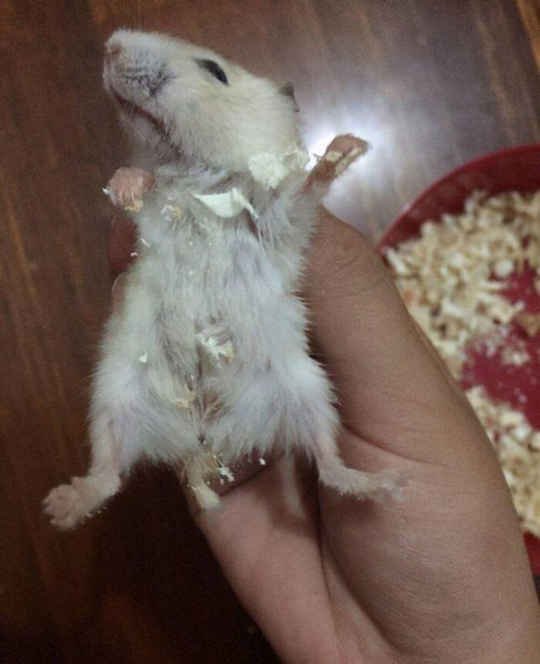 仓鼠伪冬眠怎么判断