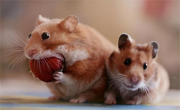 仓鼠伪冬眠怎么判断