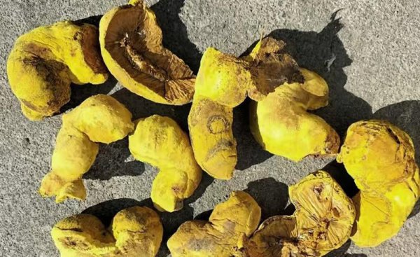 桑黄的价格和市场前景