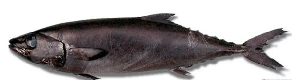 真鳕鱼和银鳕鱼的区别