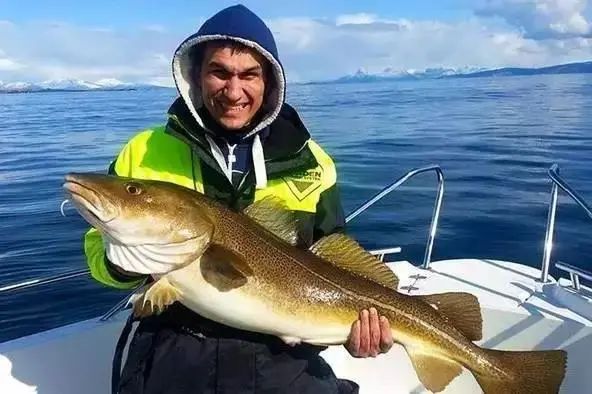 真鳕鱼和银鳕鱼的区别