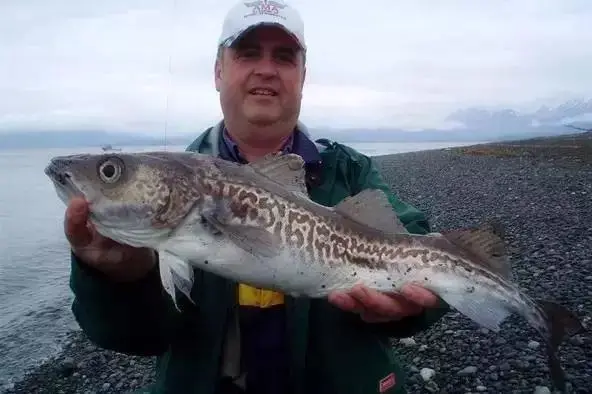 真鳕鱼和银鳕鱼的区别