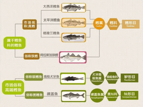 真鳕鱼和银鳕鱼的区别
