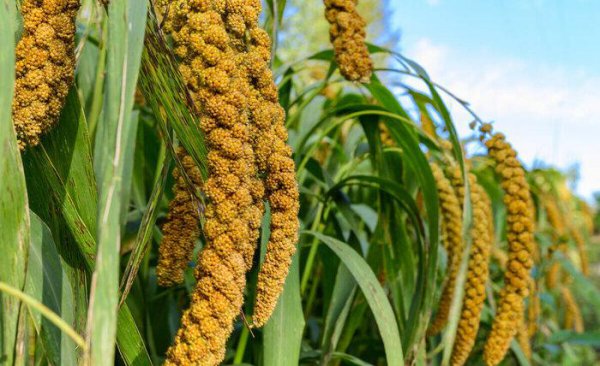 五谷杂粮有哪些品种