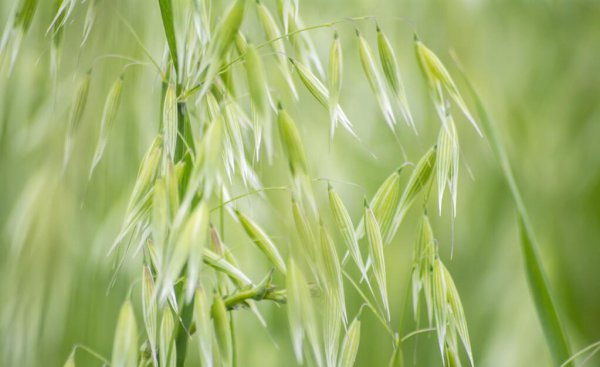 五谷杂粮有哪些品种