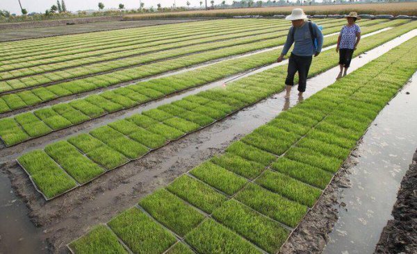 老人去世销户土地归谁