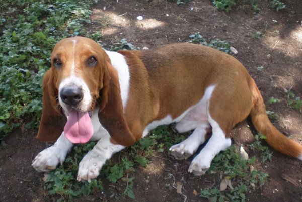 巴吉度犬的优缺点