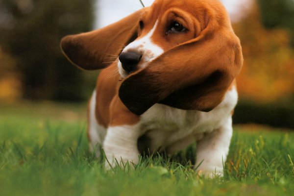 巴吉度犬的优缺点