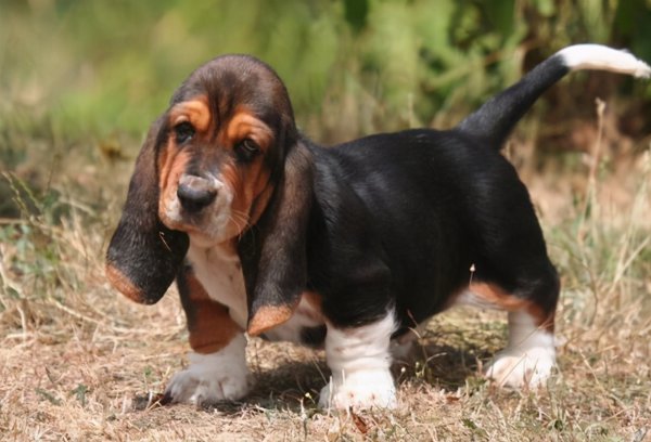 巴吉度犬的优缺点