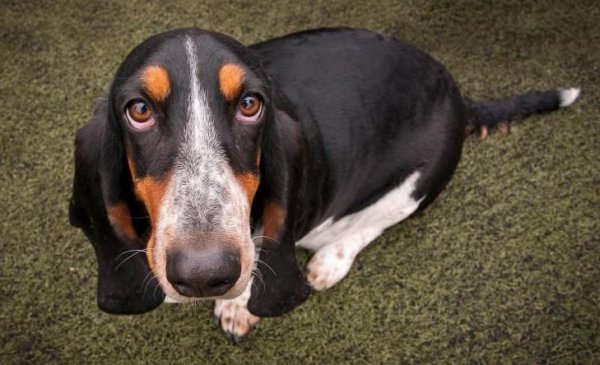 巴吉度犬的优缺点