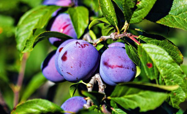 乌梅和西梅的区别有什么