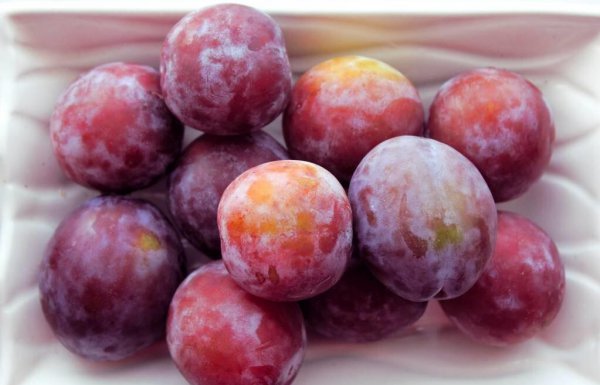 乌梅和西梅的区别有什么