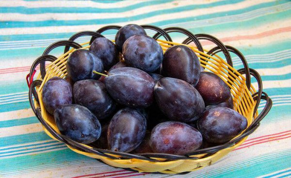 乌梅和西梅的区别有什么