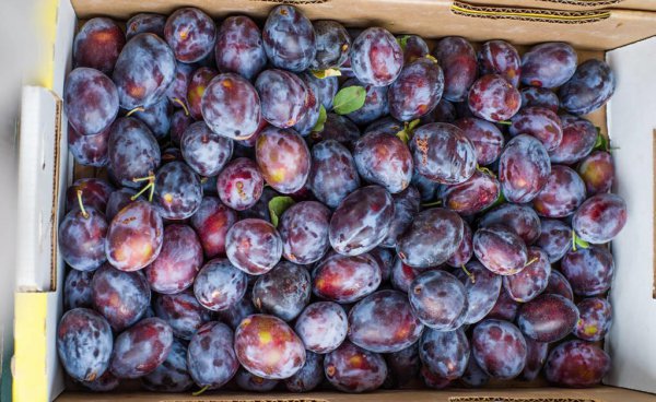 乌梅和西梅的区别有什么