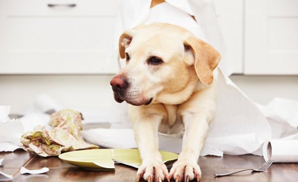 千万不要给狗做绝育的四种情况