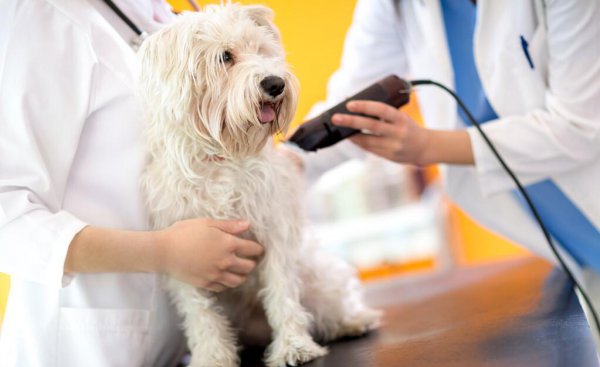 千万不要给狗做绝育的四种情况