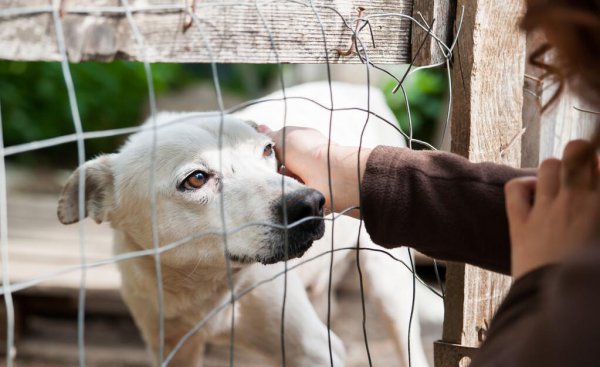 千万不要给狗做绝育的四种情况