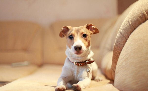 千万不要给狗做绝育的四种情况