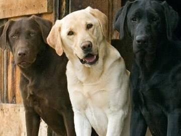 拉布拉多什么颜色最纯