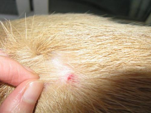 拉布拉多什么颜色最纯