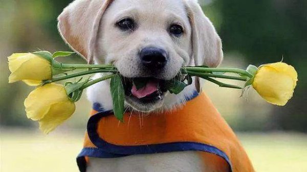 拉布拉多什么颜色最纯