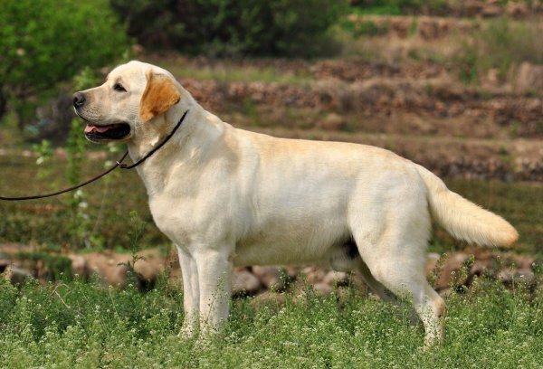 拉布拉多什么颜色最纯