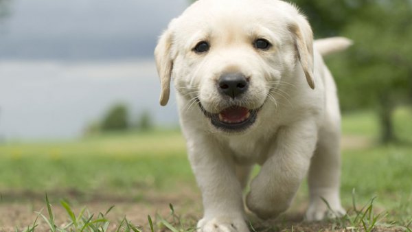 拉布拉多什么颜色最纯