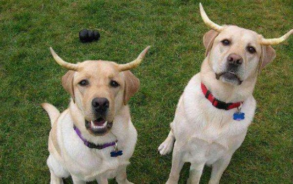 拉布拉多什么颜色最纯