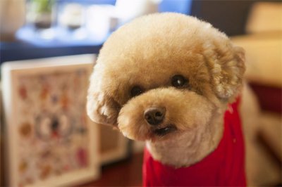 泰迪狗粮哪个牌子的品质好 怎么为泰迪犬挑选狗粮