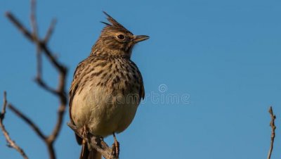 百灵鸟叫声清口十三套 百灵鸟的叫声调教方法十三套
