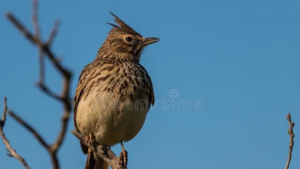百灵鸟叫声清口十三套