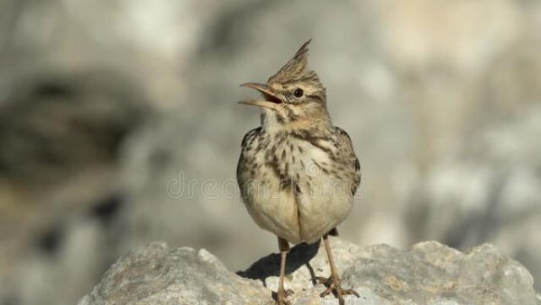 百灵鸟叫声清口十三套