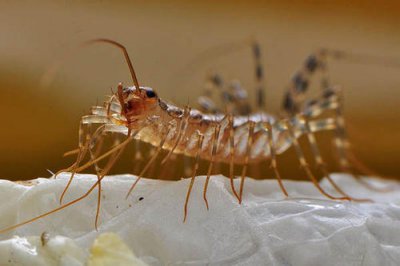 家里有一只蜈蚣代表有一窝吗 房间总有虫子怎么办