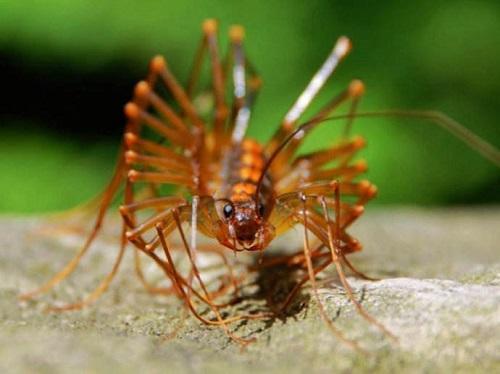 家里有一只蜈蚣代表有一窝吗