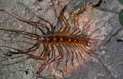 家里有一只蜈蚣代表有一窝吗