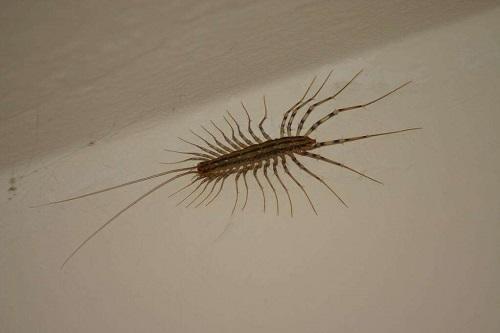 家里有一只蜈蚣代表有一窝吗