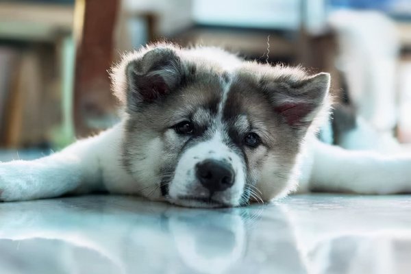 狗狗舔主人手脚意味着什么