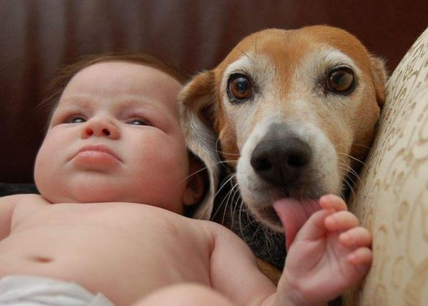 狗狗舔主人手脚意味着什么