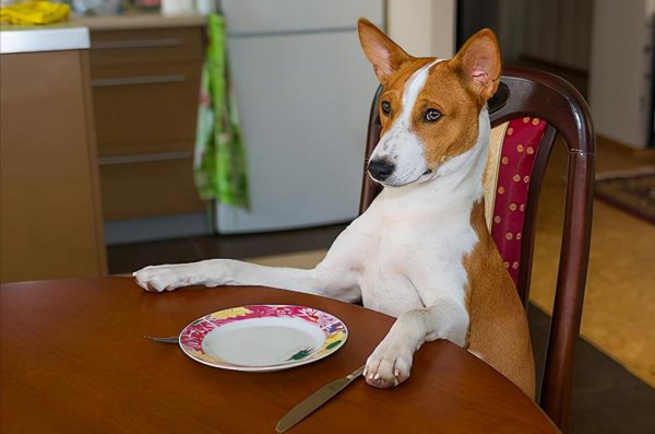 狗狗舔主人手脚意味着什么