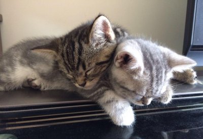 中国十大国产猫粮品牌排行榜 国产好猫粮有哪些牌子