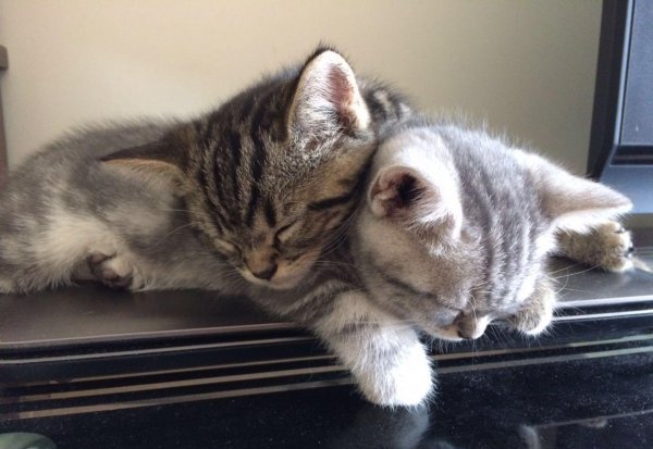 中国十大国产猫粮品牌排行榜