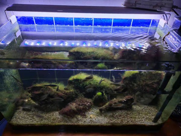 养鱼的水怎样才能养好水质