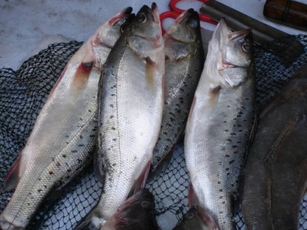 市场活鲈鱼是海鱼还是淡水鱼