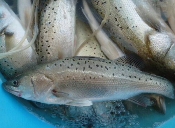 市场活鲈鱼是海鱼还是淡水鱼