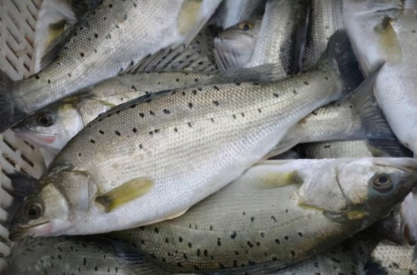 市场活鲈鱼是海鱼还是淡水鱼