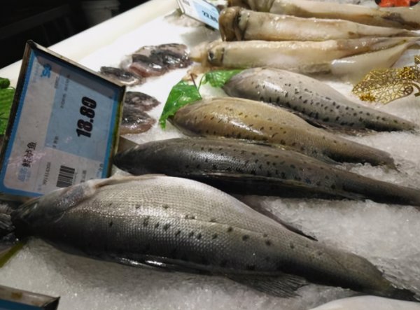 市场活鲈鱼是海鱼还是淡水鱼